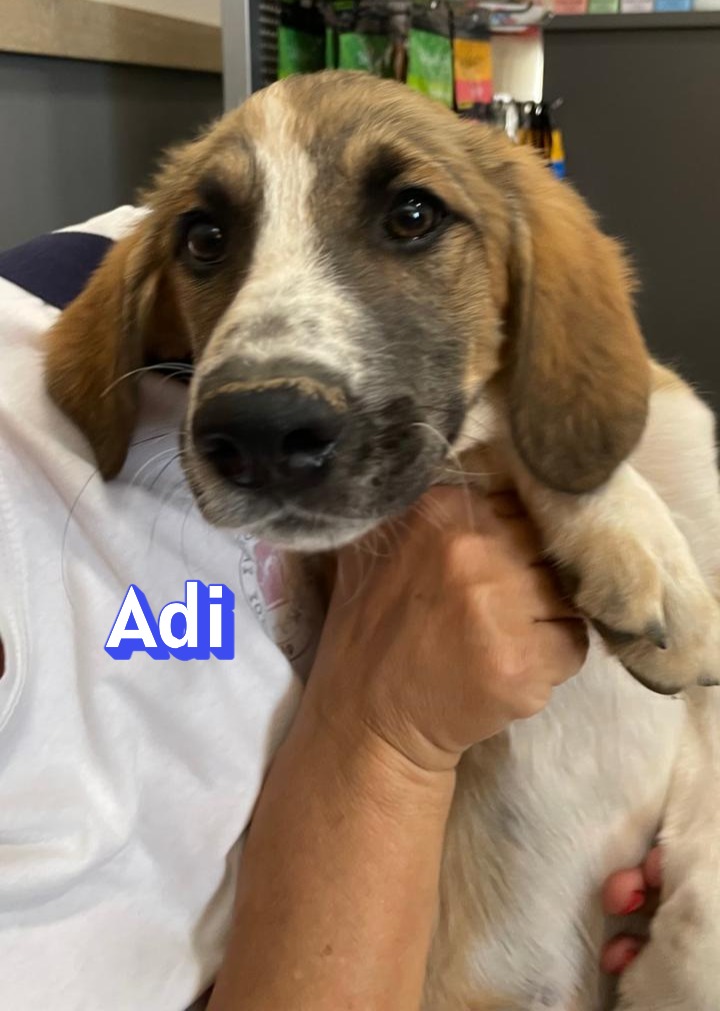 Adi