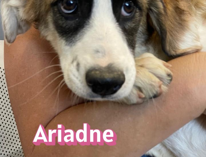 Ariadne
