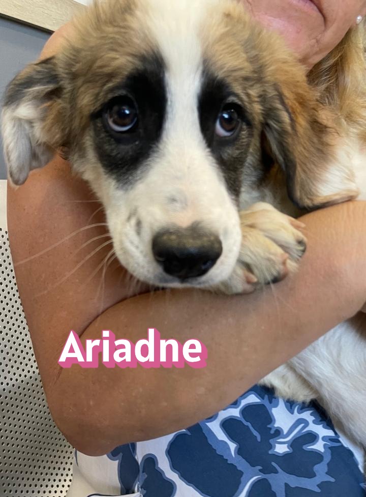 Ariadne