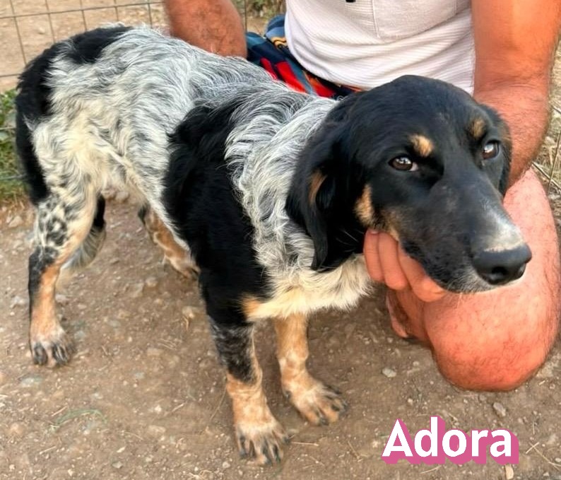 Adora