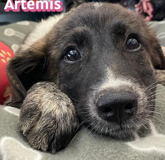 Artemis