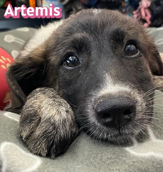 Artemis