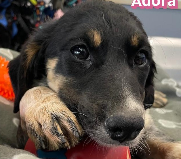 Adora