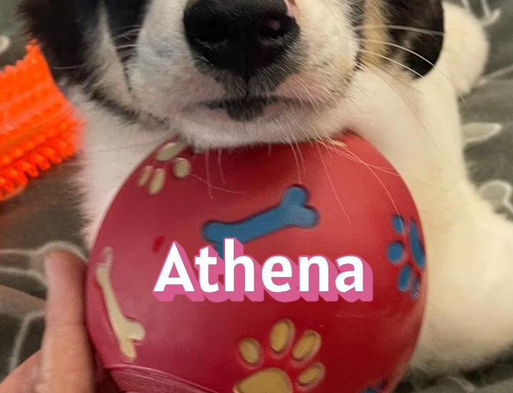 Athena