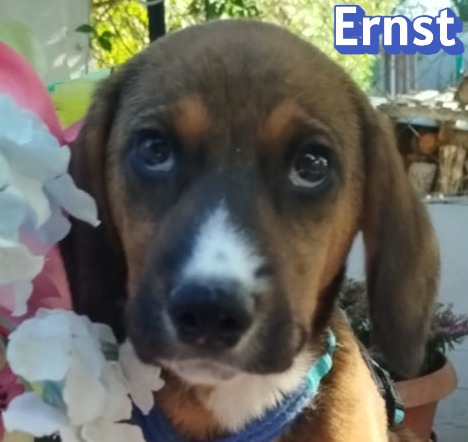Ernst