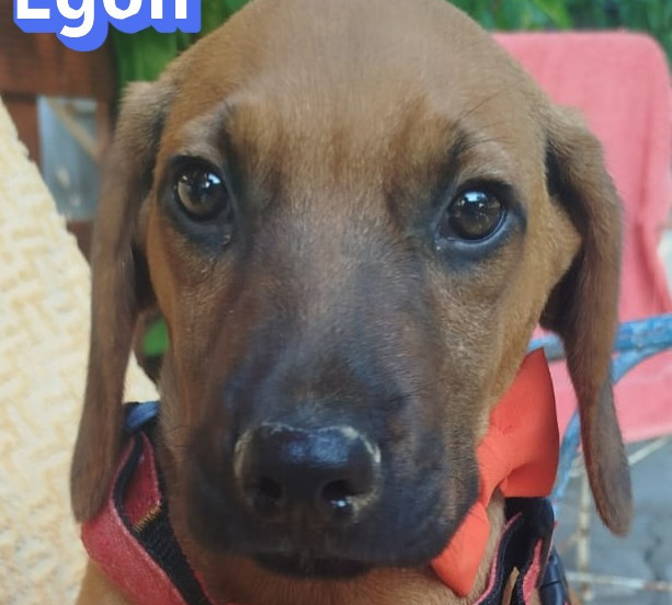 Egon