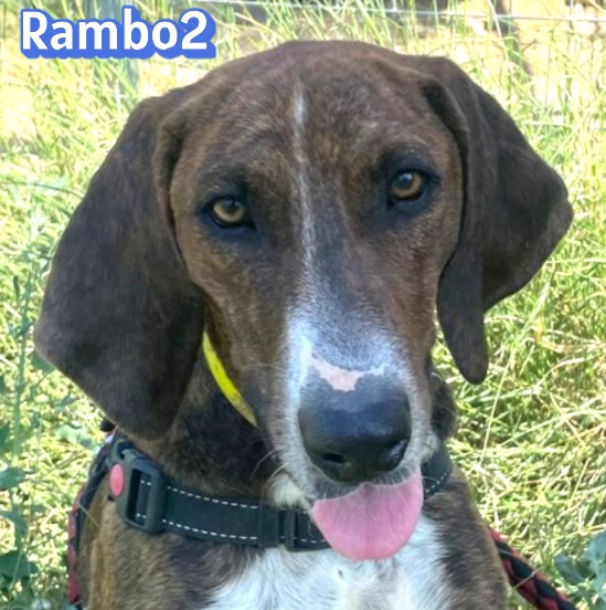 Rambo 2