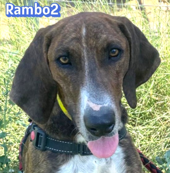 Rambo 2