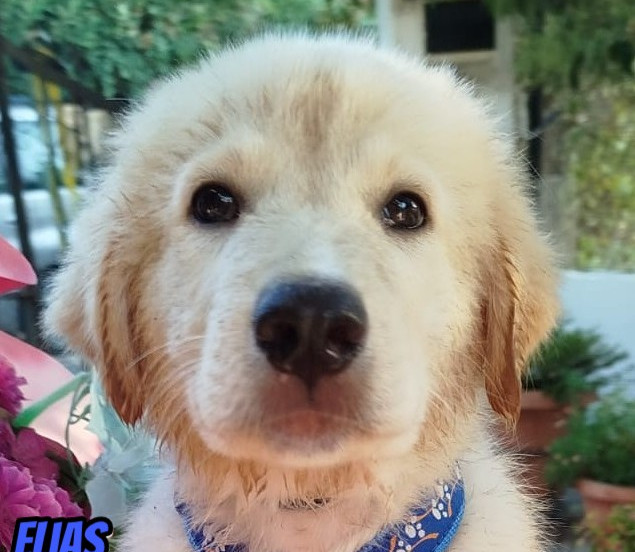 Elias