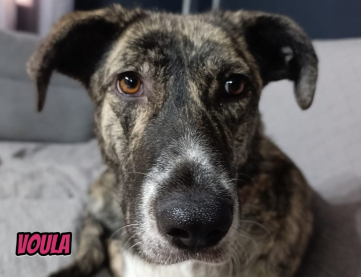 Voula