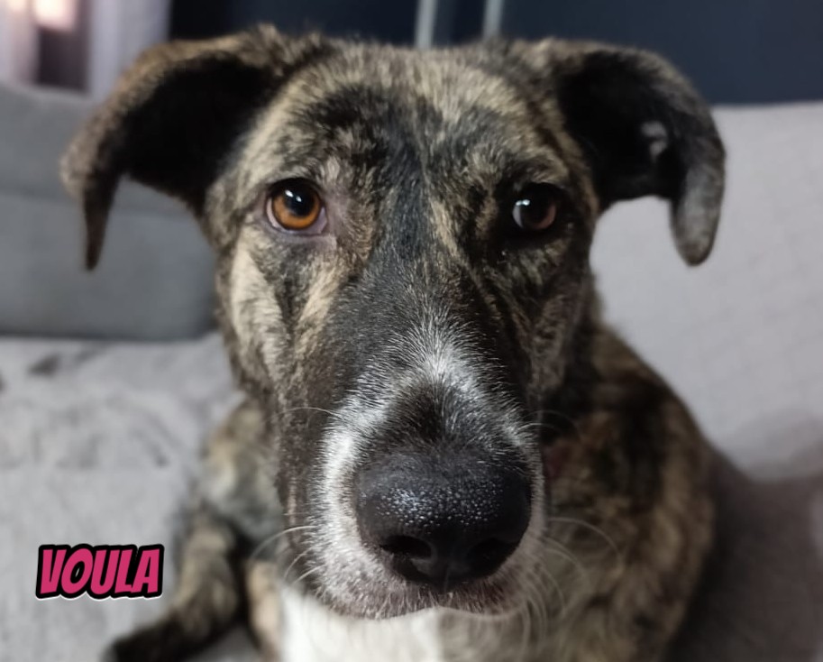 Voula